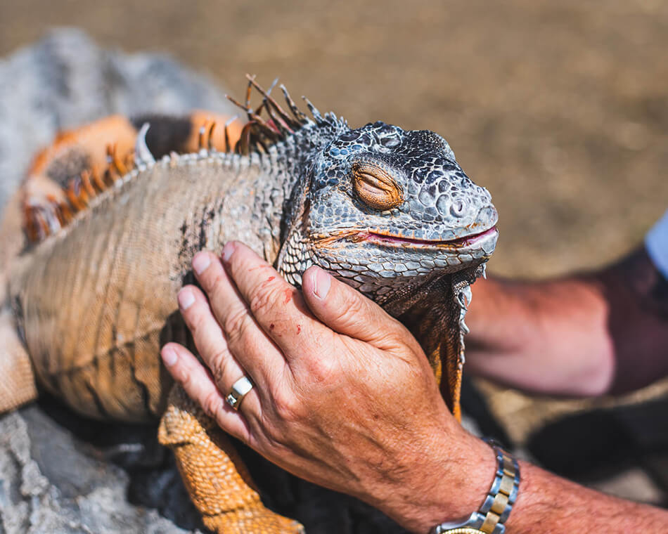 iguana getting petted