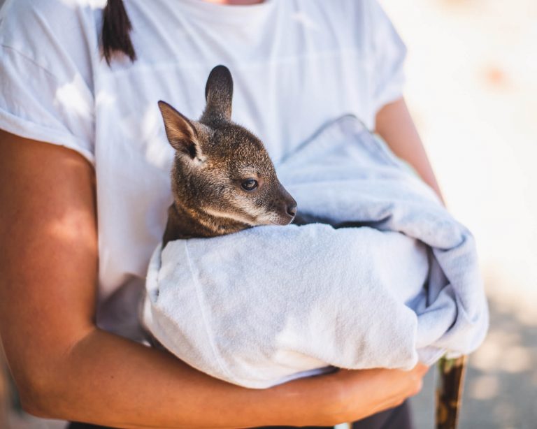 baby kangaroo petting zoo